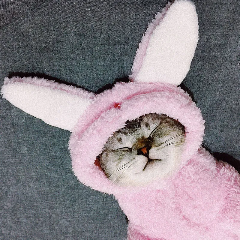Cute pink rabbit design cat clothes made from soft cotton on a cat