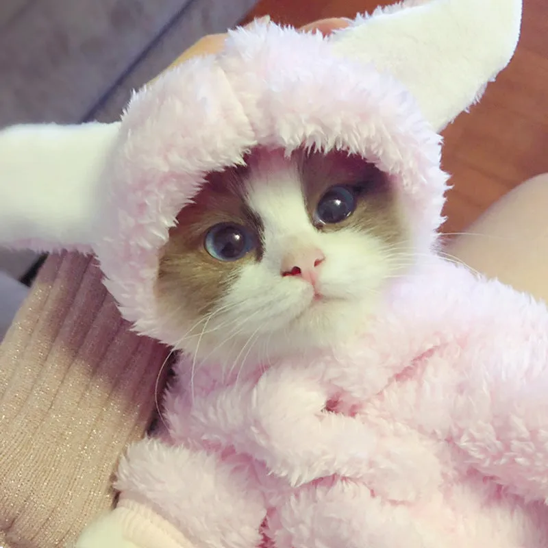 Cute pink rabbit design cat clothes made from soft cotton on a cat