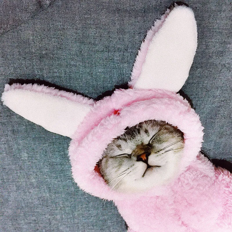 Cute pink rabbit design cat clothes made from soft cotton on a cat