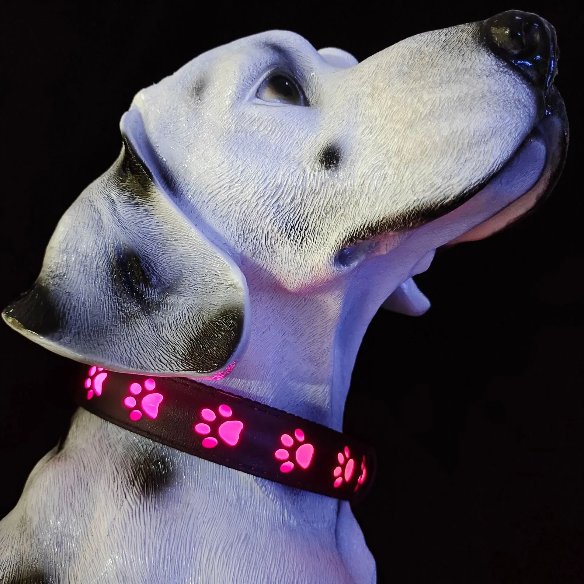 A dog wearing a black polyester LED collar with a glowing multi-colour light and a paw print pattern.