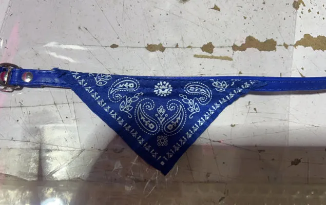 Pet triangle scarf in blue on a small dog, PU and canvas construction with adjustable neck fastening