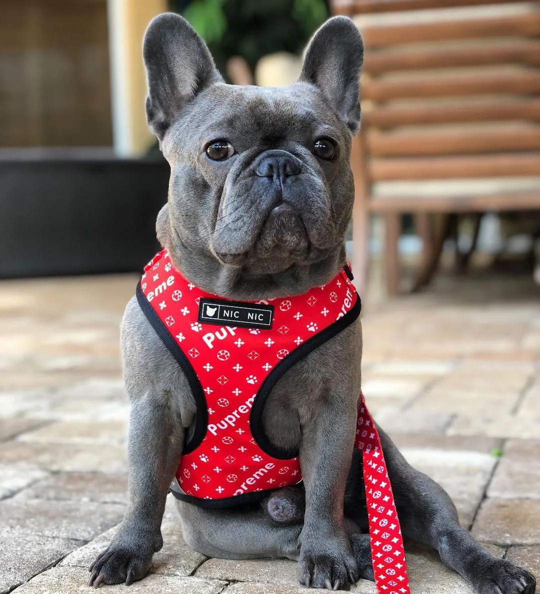 Ins dog breathable mesh chest harness in red letter polyester, side view showing red lettering on chest and back panel