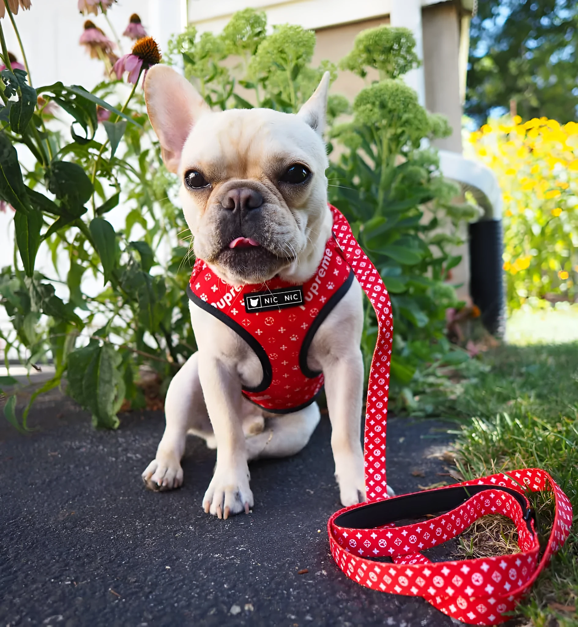 Ins dog breathable mesh chest harness in red letter polyester, side view showing red lettering on chest and back panel