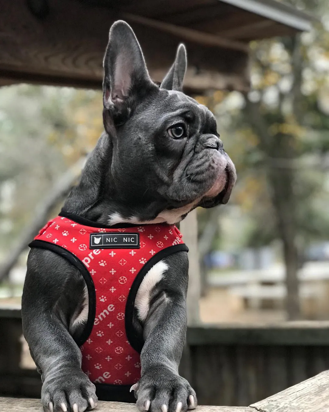 Ins dog breathable mesh chest harness in red letter polyester, side view showing red lettering on chest and back panel