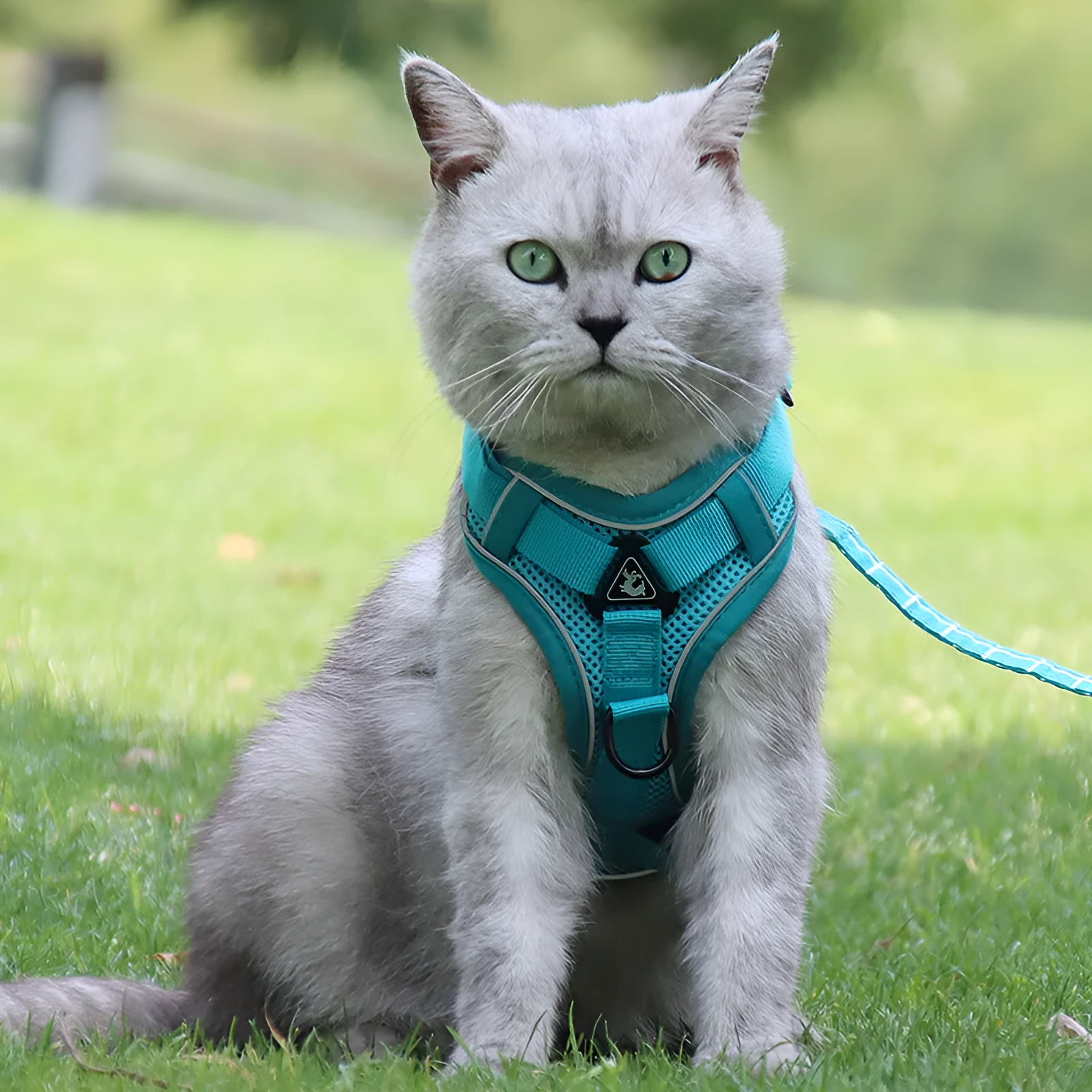 Cat anti-breakaway chest harness with 1.5-metre flat rope lead in grey, silver gradient chain detail