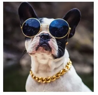 Gold-plated pet dog necklace with extender chain, gold finish, on a small dog