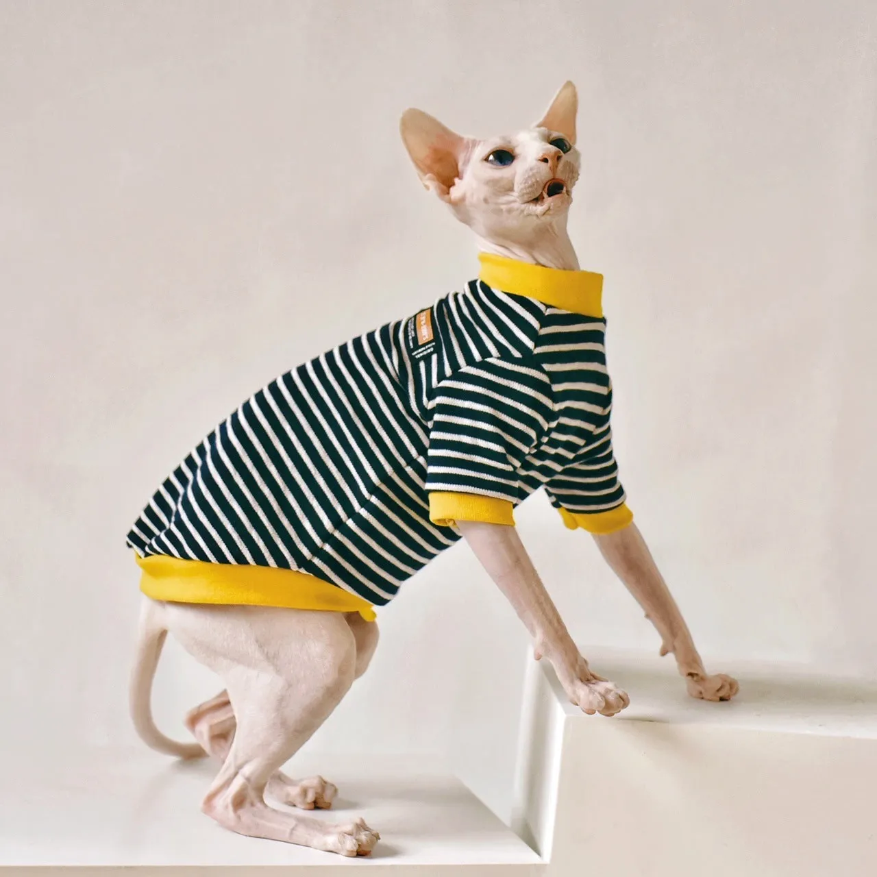 Black cotton top for Sphinx hairless cat in Europe America style, sizes XS-XXL