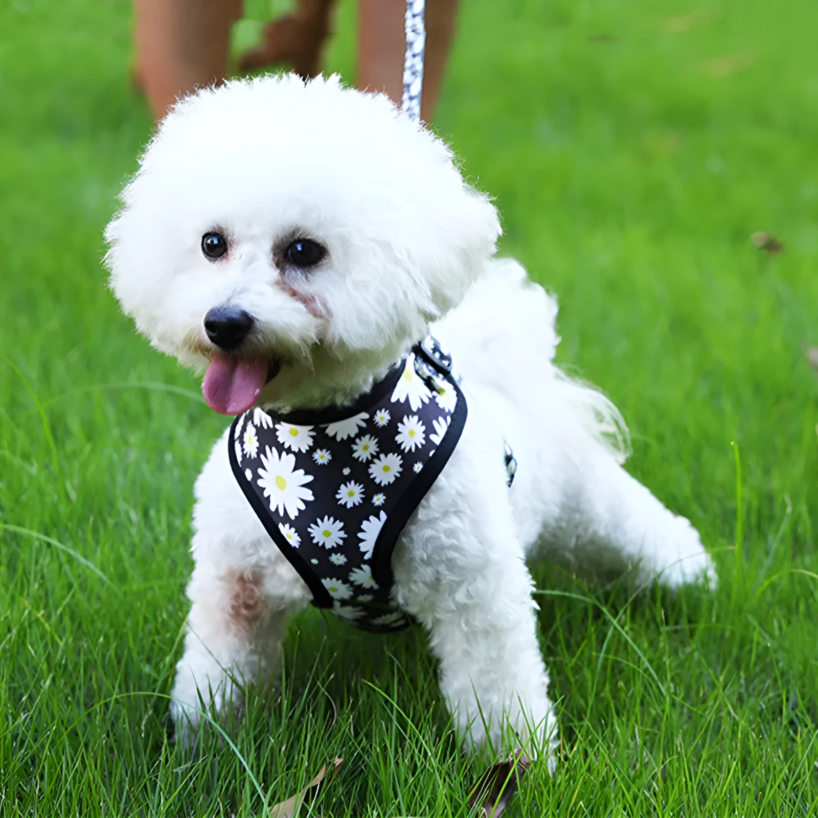 Pet breathable dog harness leash set with printing pattern on cloth material for walking