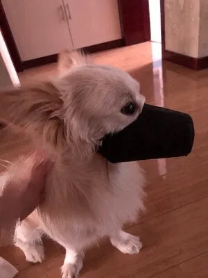 Cloth pet mouth cover in size M for dogs, adjustable straps, neutral colour, for outdoor use