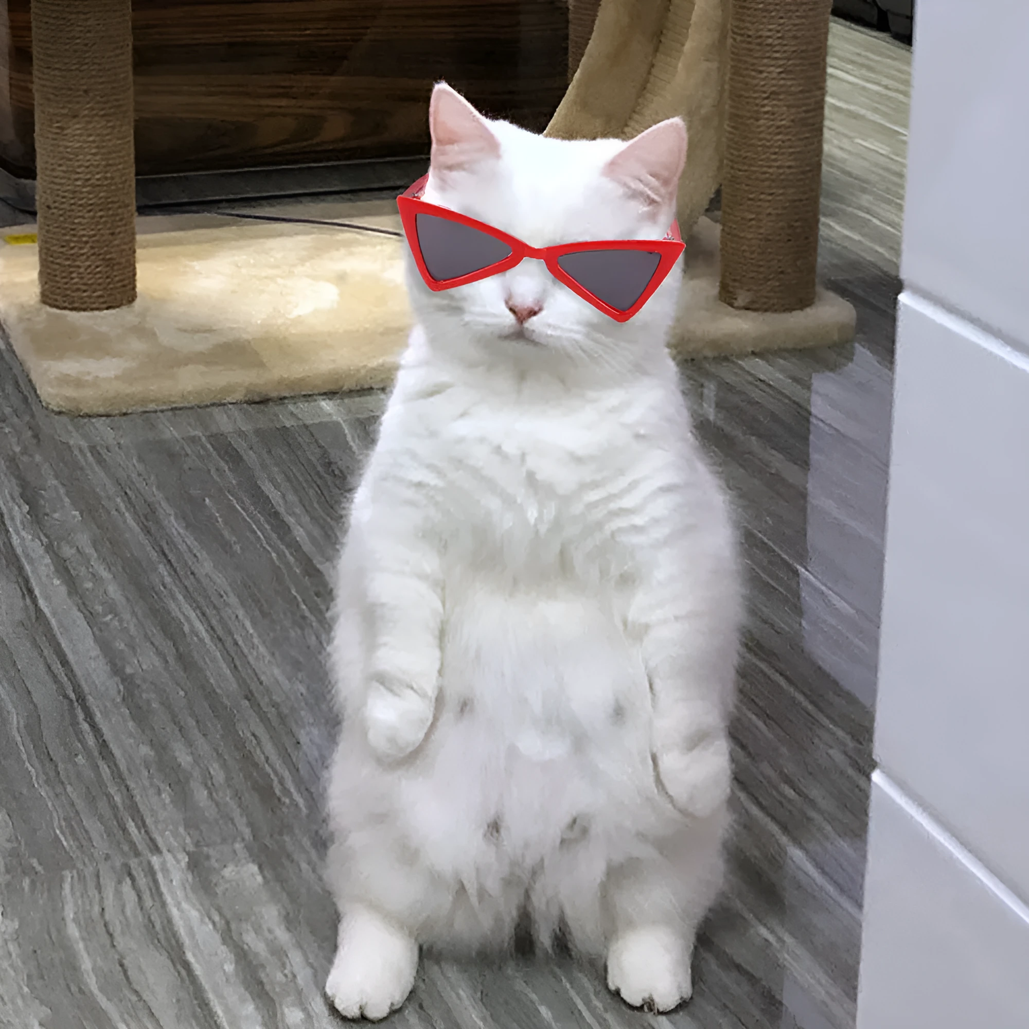 Funny plastic glasses for dogs and cats in nine colours with leisure-style plastic frames