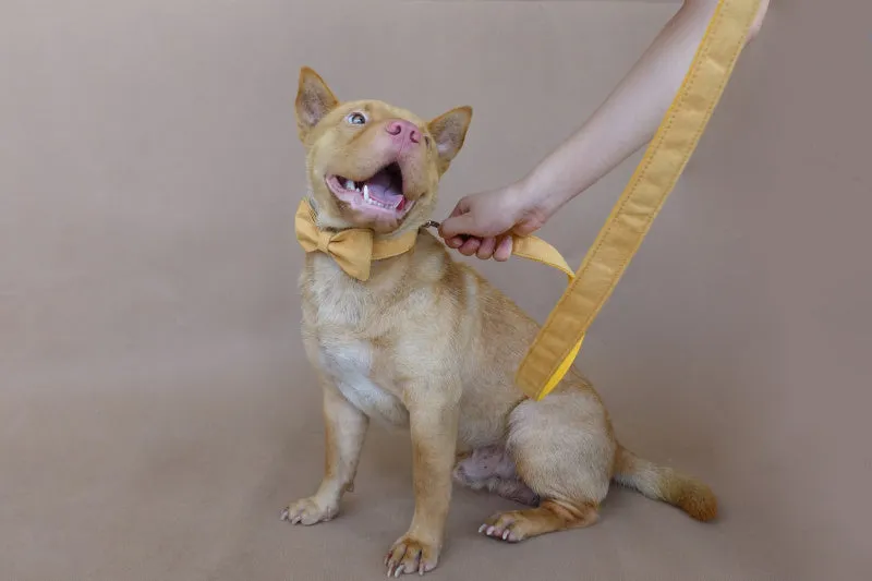Yellow velvet polyester adjustable dog collar on white background showing five sizes XS to XL with neck measurement chart