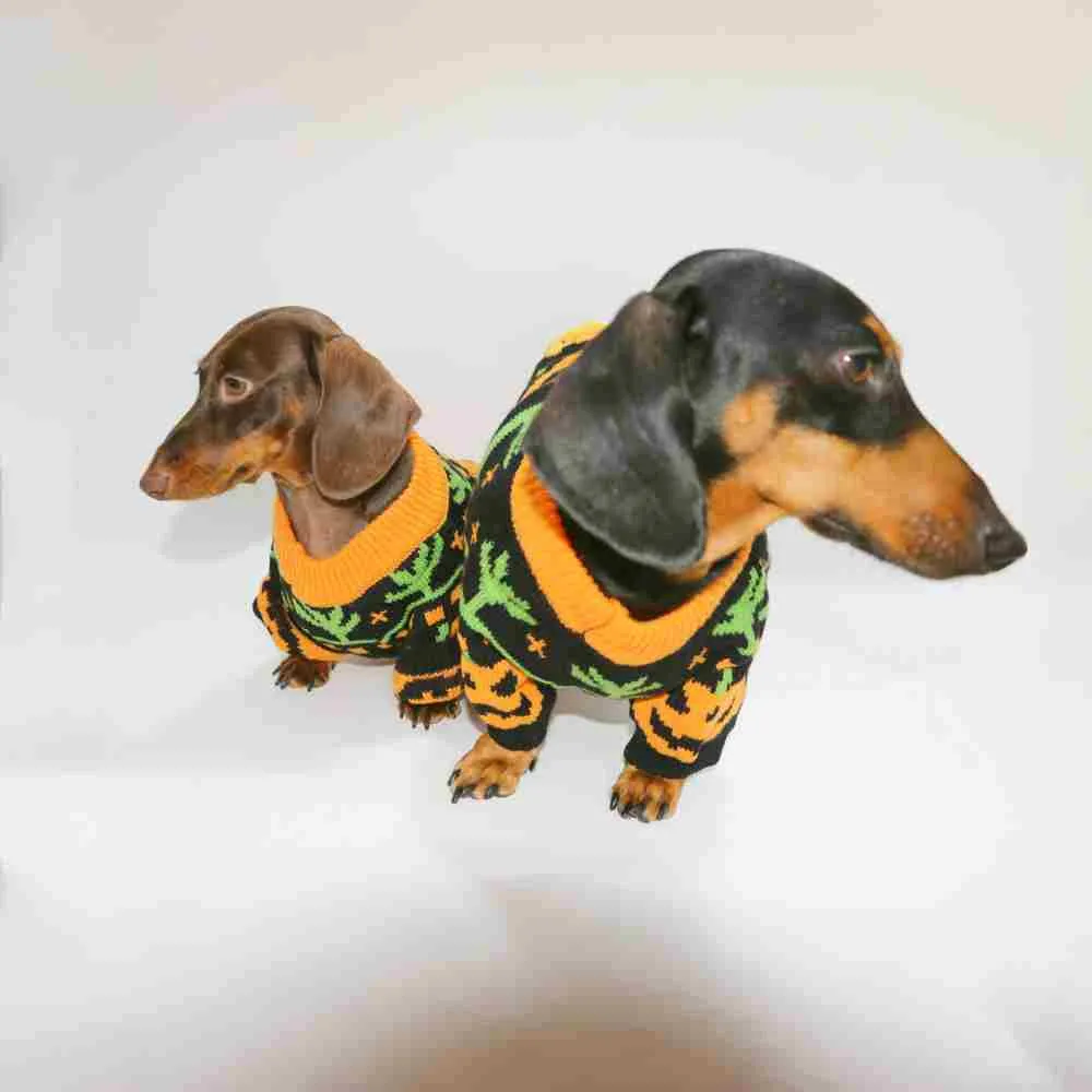 Pumpkin Halloween sweater for dogs and cats, polyester, sizes XS to XL, on a pet