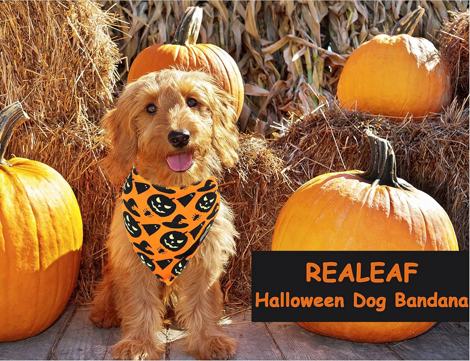 Reversible Halloween dog bandana showing pumpkin design on one side and spider web pattern on the other