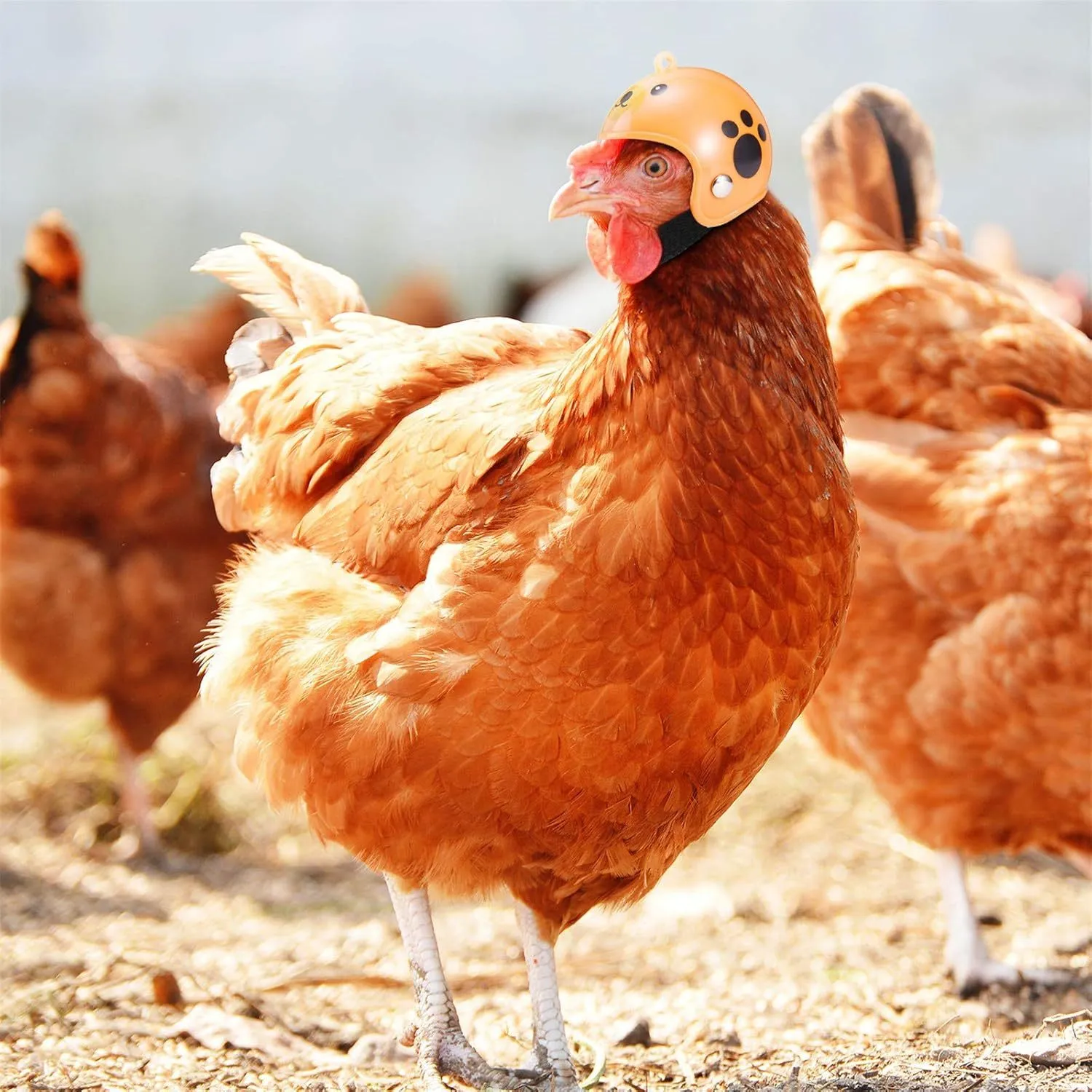 Adjustable PP plastic pet helmet for small chickens and birds with elastic bands and sponge lining