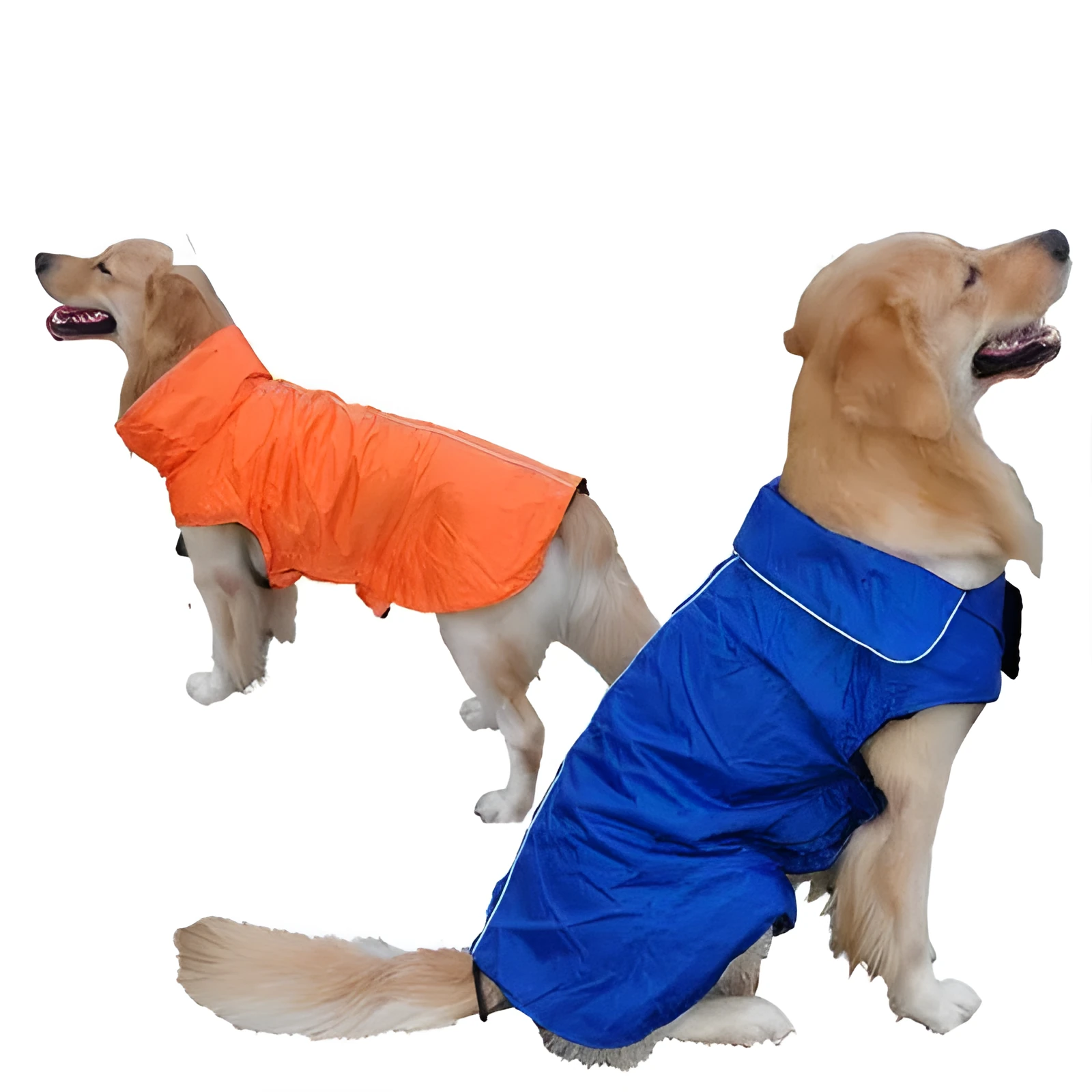 Waterproof dog vest in blue tarpaulin material on a dog outdoors in rain