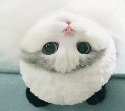 White wool panda costume pet hat with adjustable fit for cats and small dogs, sizes S M L XL
