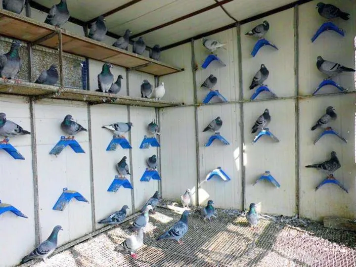 Blue plastic and solid wood dove perch measuring 20cm length, from eon Supplies 10 pack