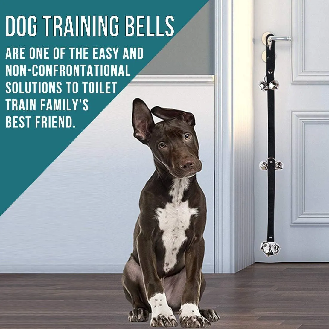 Seven large silver metal dog training bells hanging on an adjustable black nylon leash.