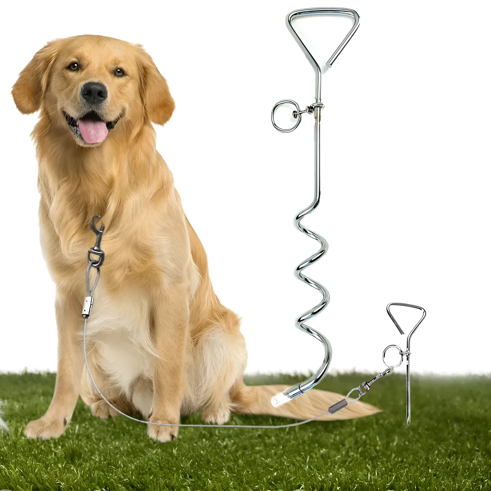 Silver spiral dog tie out stake made of steel, shown screwed into sandy ground with a leash attached.