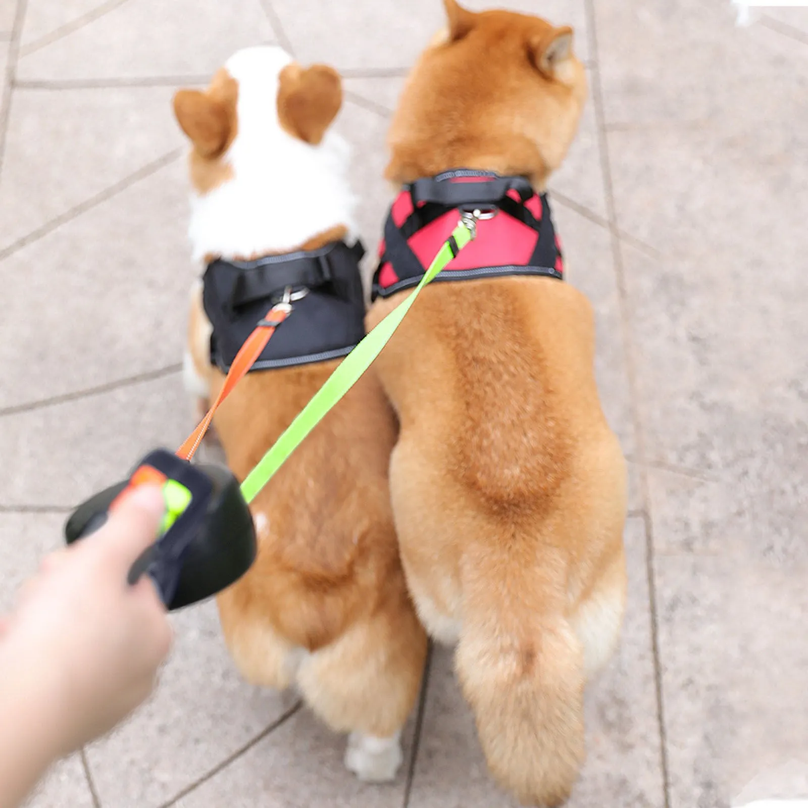 Automatic telescopic traction rope dog leash in Black Red with chrome-plated fastener