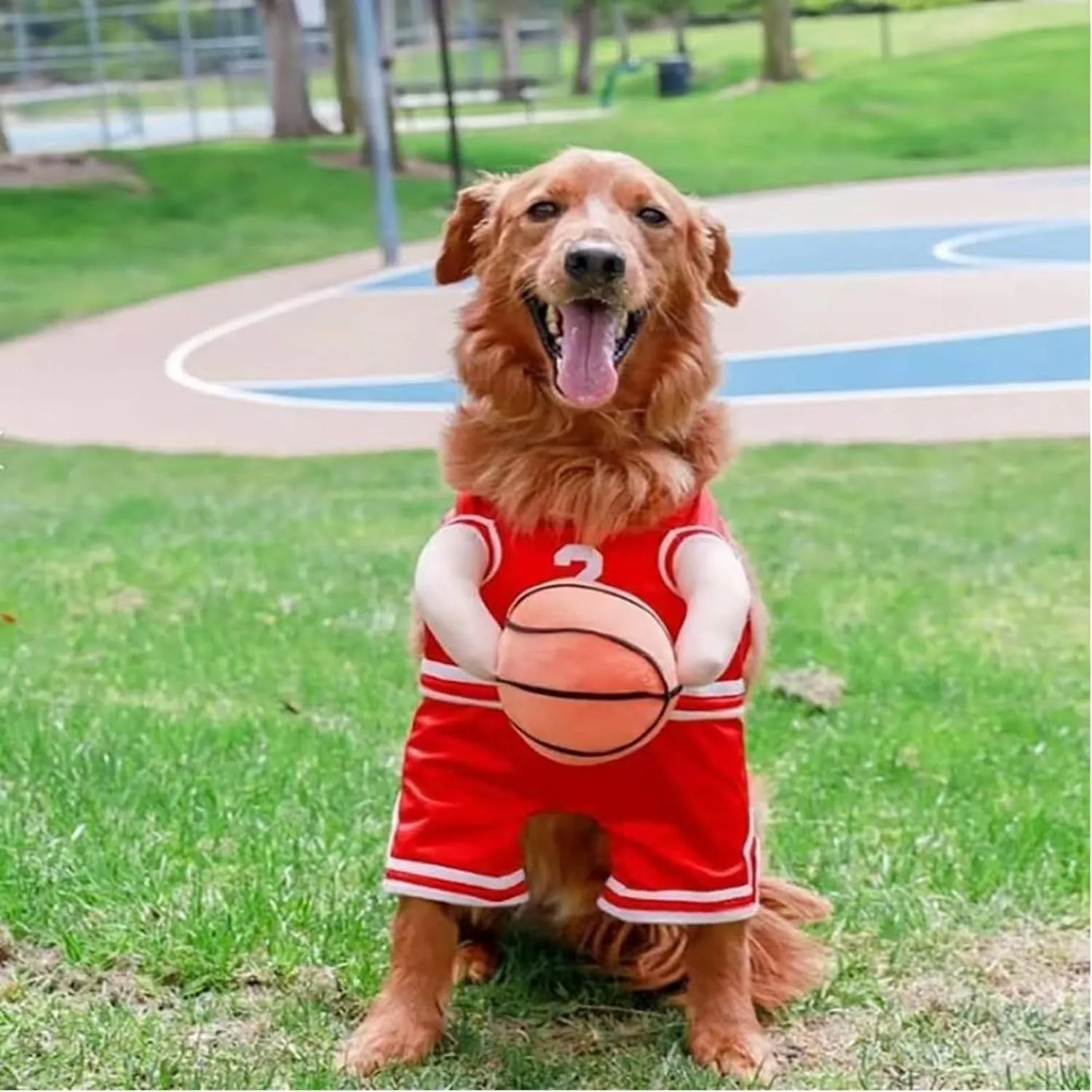 Small dog wearing red basketball player costume with padded arms and a bouncing basketball accessory