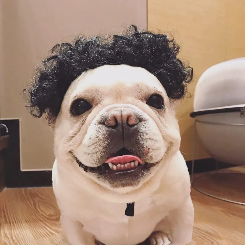 Fashion dog head ornament wig in black colour, made of high temperature fibre, for small pet party costume