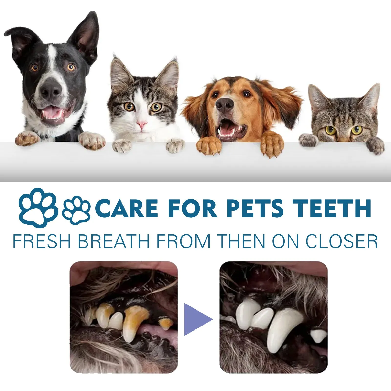 Pet oral spray 59ml for tartar removal and bad breath with enzyme and mint extract