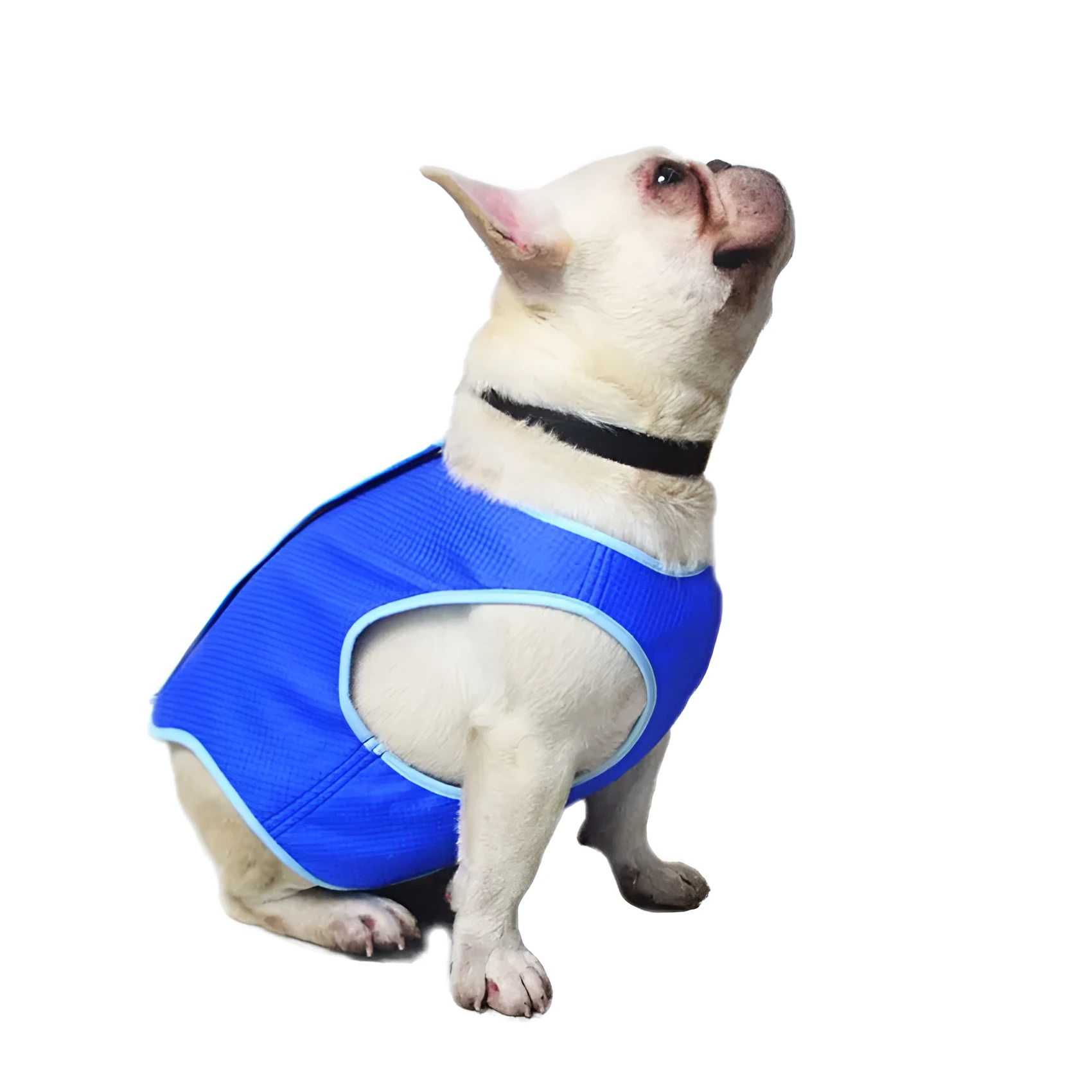 Blue dog cooling vest on a dog ready for summer walking, adjustable fit, size M