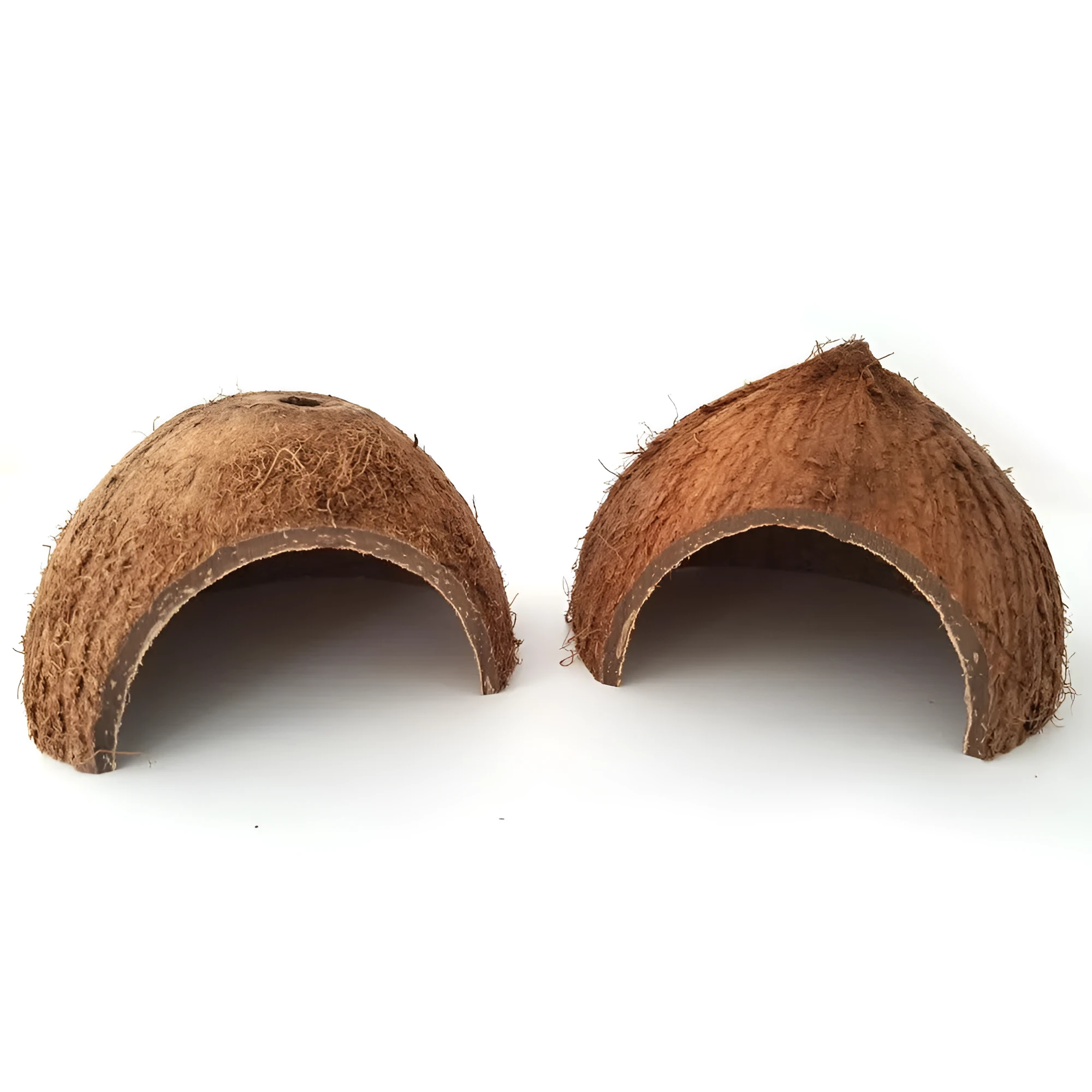 Natural coconut shell reptile hideout cave with entrance hole, placed on moss in a terrarium