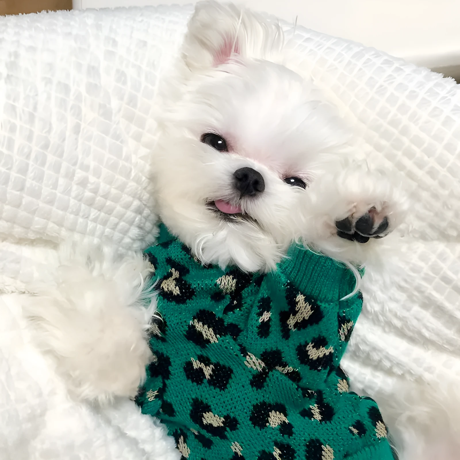 Green leopard print sleeveless knitted sweater for small dog or cat laying down