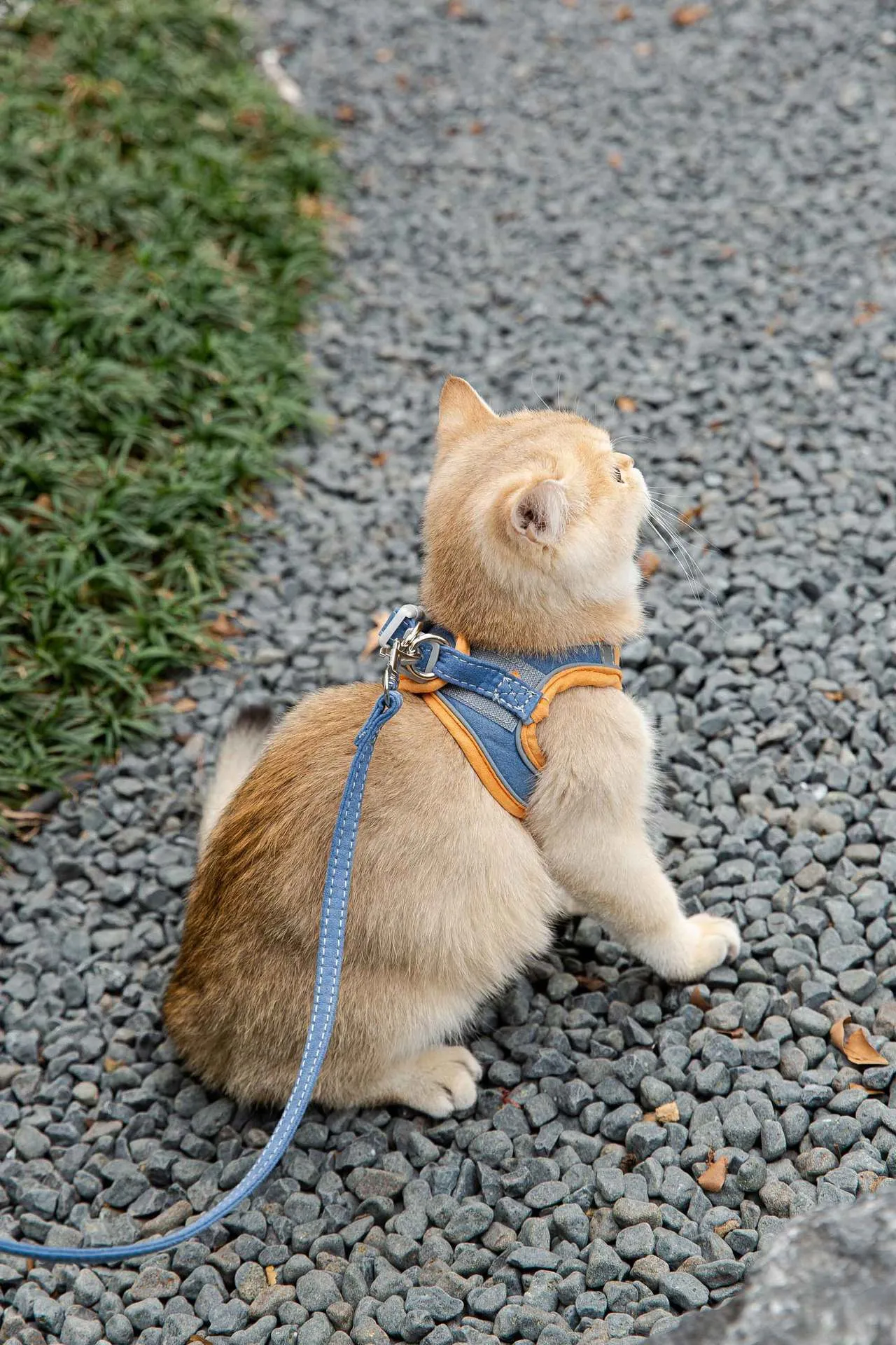 Cat wearing deerskin velvet vest-style reflective harness with matching 1.5m traction rope, green orange stitching