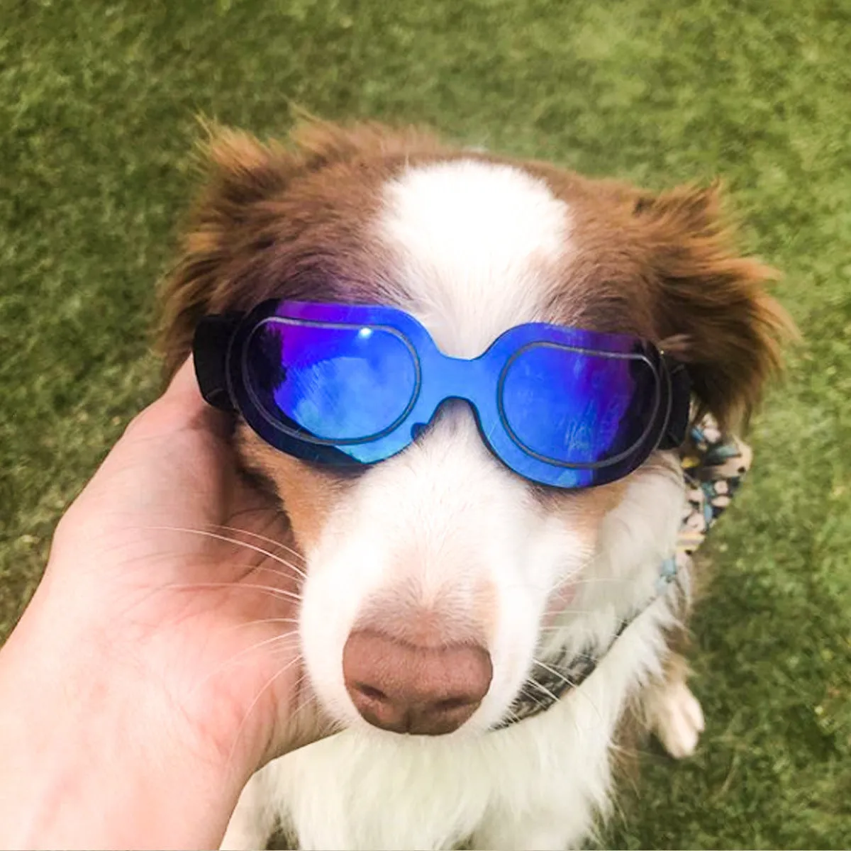 Pet dog glasses sunglasses PC frame colourful cat sunglasses in blue colour outdoor use
