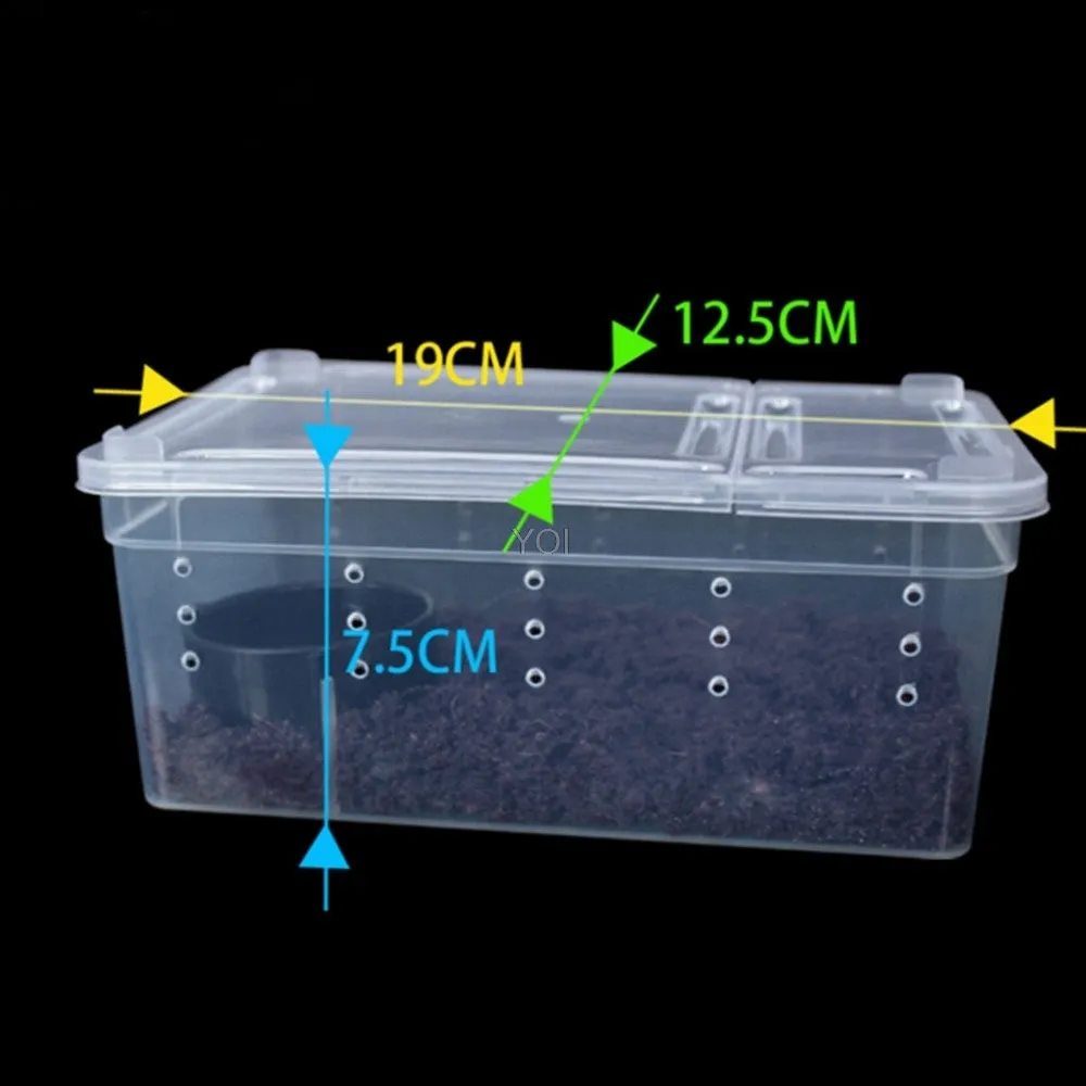 Plastic transparent reptile feeding box 19x12.5x7.5cm on a white background