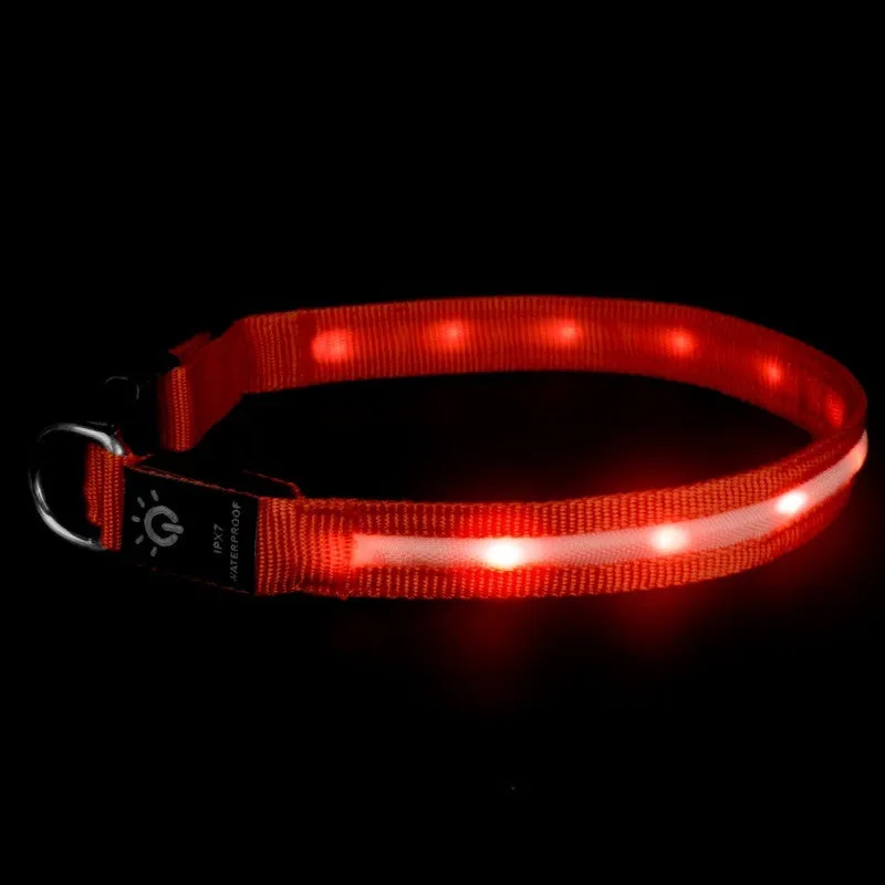 LED pet collar waterproof IPX7 USB rechargeable with red dual fibre light on a dog