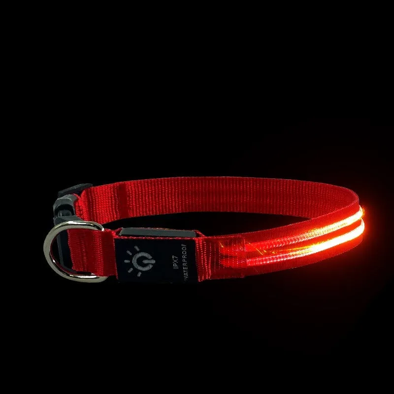 LED pet collar waterproof IPX7 USB rechargeable with red dual fibre light on a dog
