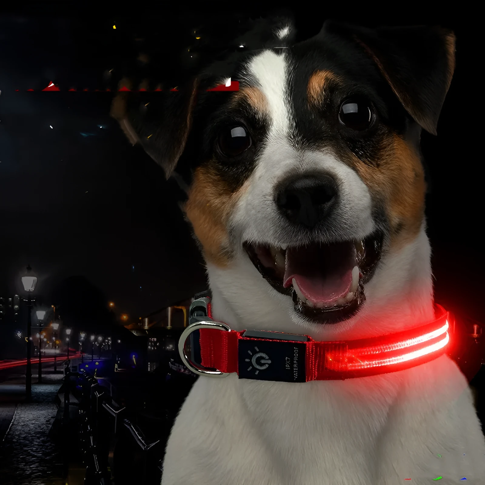 LED pet collar waterproof IPX7 USB rechargeable with red dual fibre light on a dog