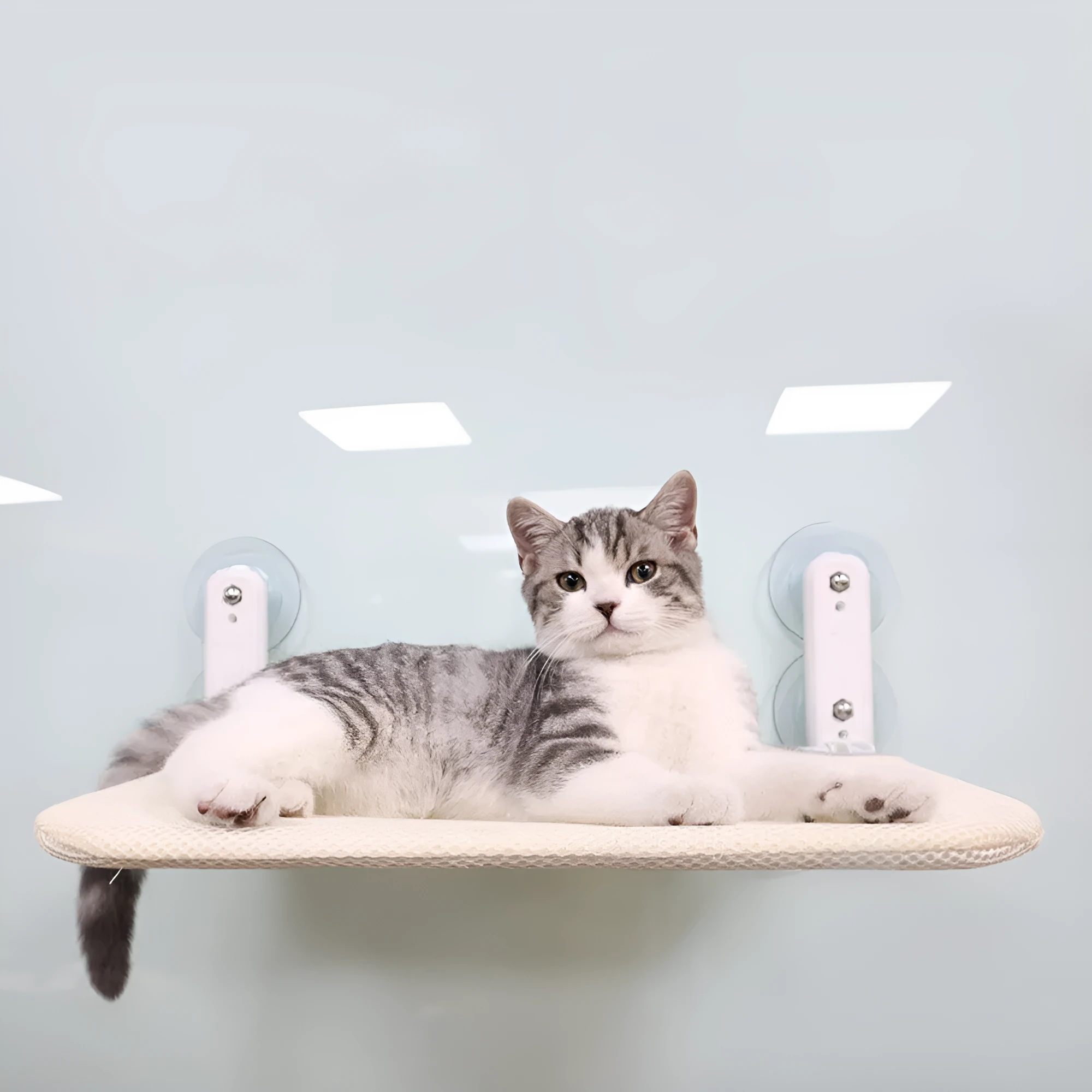 Cat hammock with suction cups attached to a window, beige mesh fabric and stainless steel frame