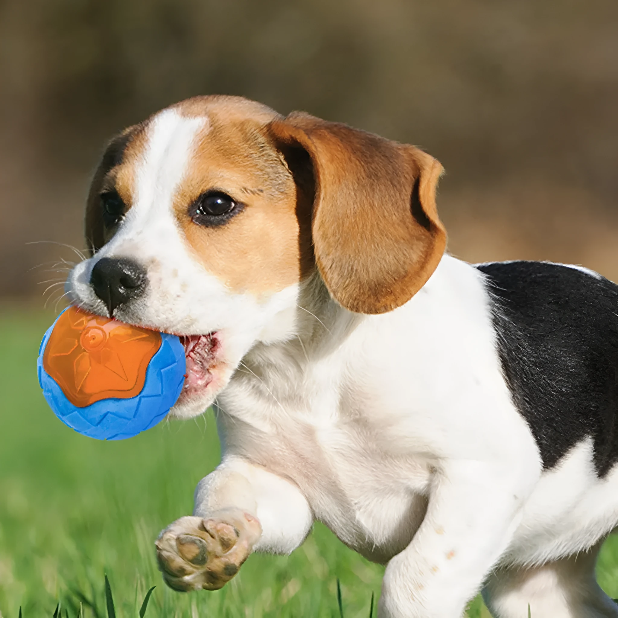 Blue dog toy ball with audible and glow features made from TPR material for chewing and floating play