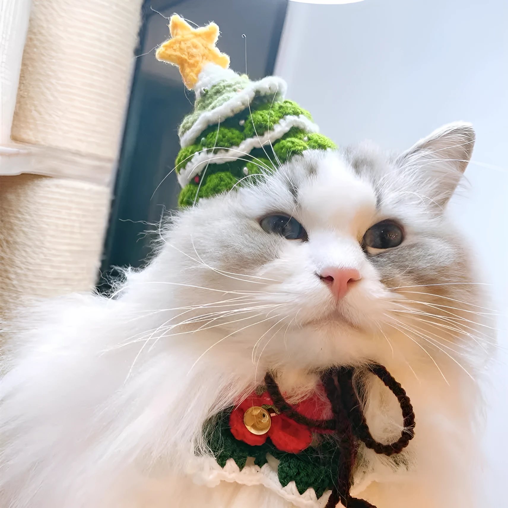 Green handmade woolen pet Christmas hat on a small dog with ins style