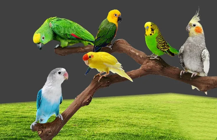 Natural grape wood bird stand pole for parrot cage, unique vine perch