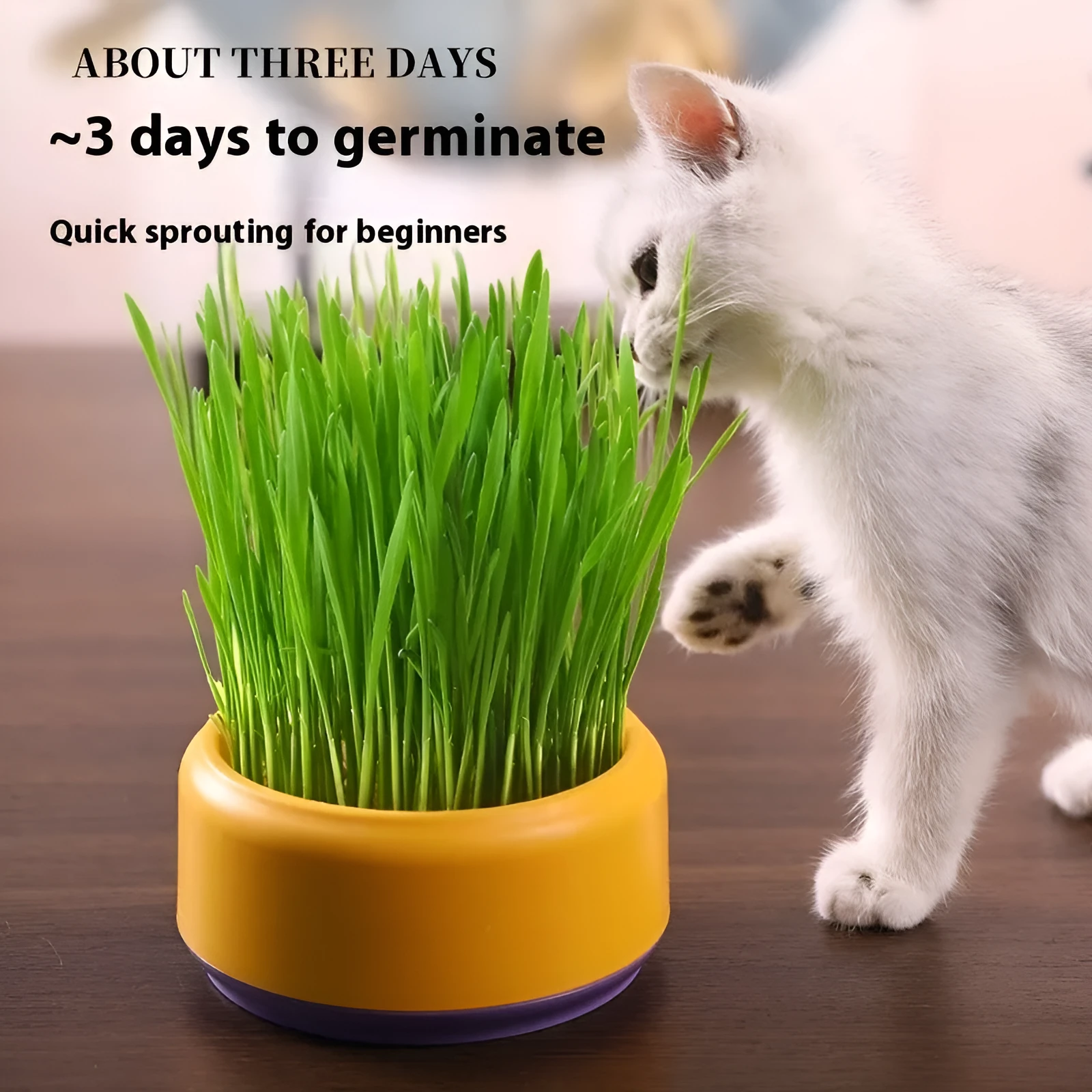 Blue, green, and yellow plastic hydroponic cups for growing soilless cat grass with seed packets.