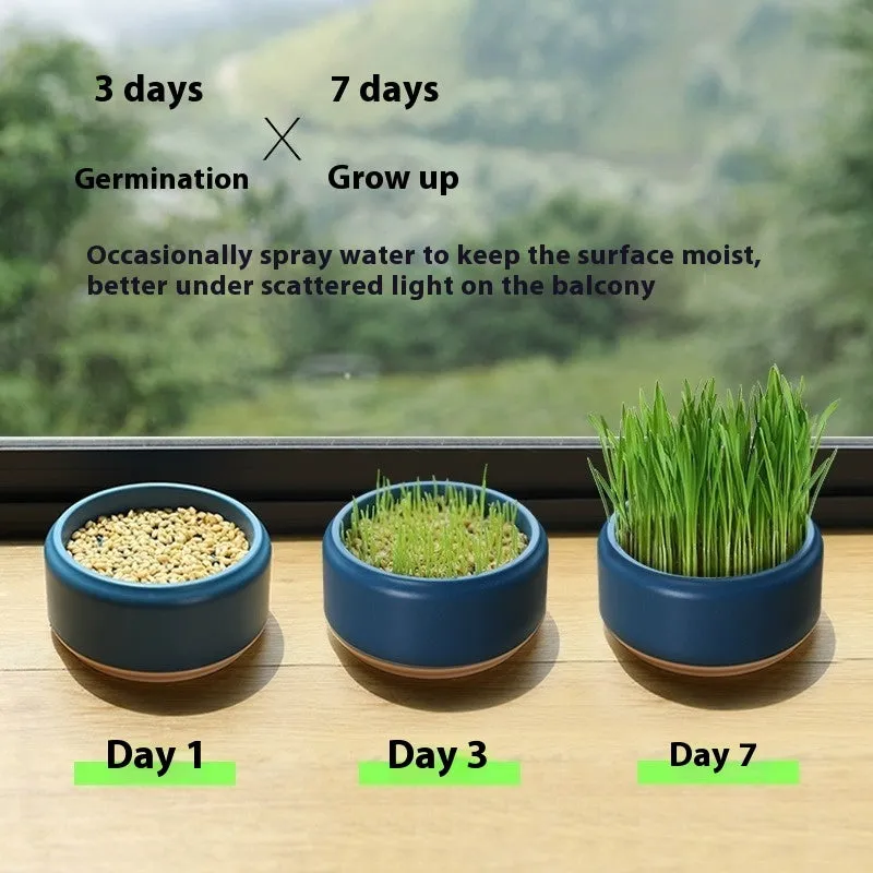 Blue, green, and yellow plastic hydroponic cups for growing soilless cat grass with seed packets.