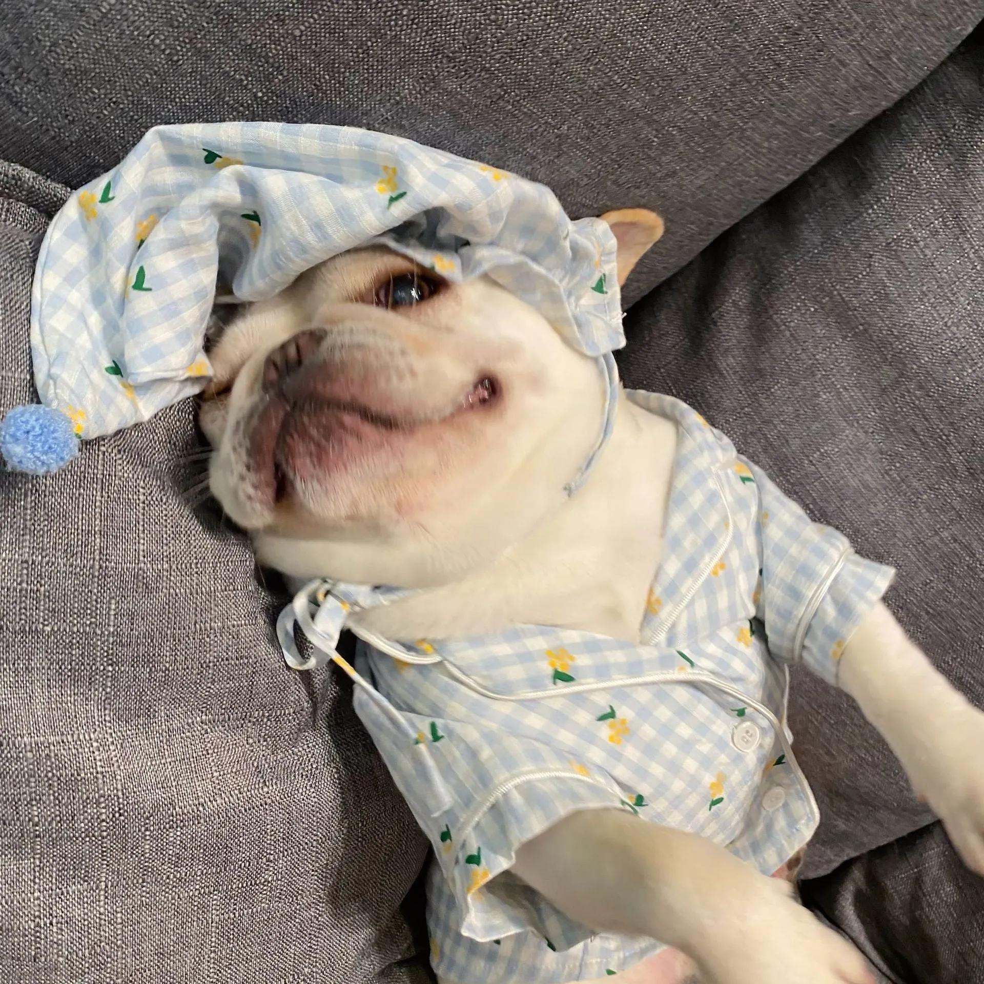 Red cotton pet pyjamas with attached hat on a teddy schnauzer dog