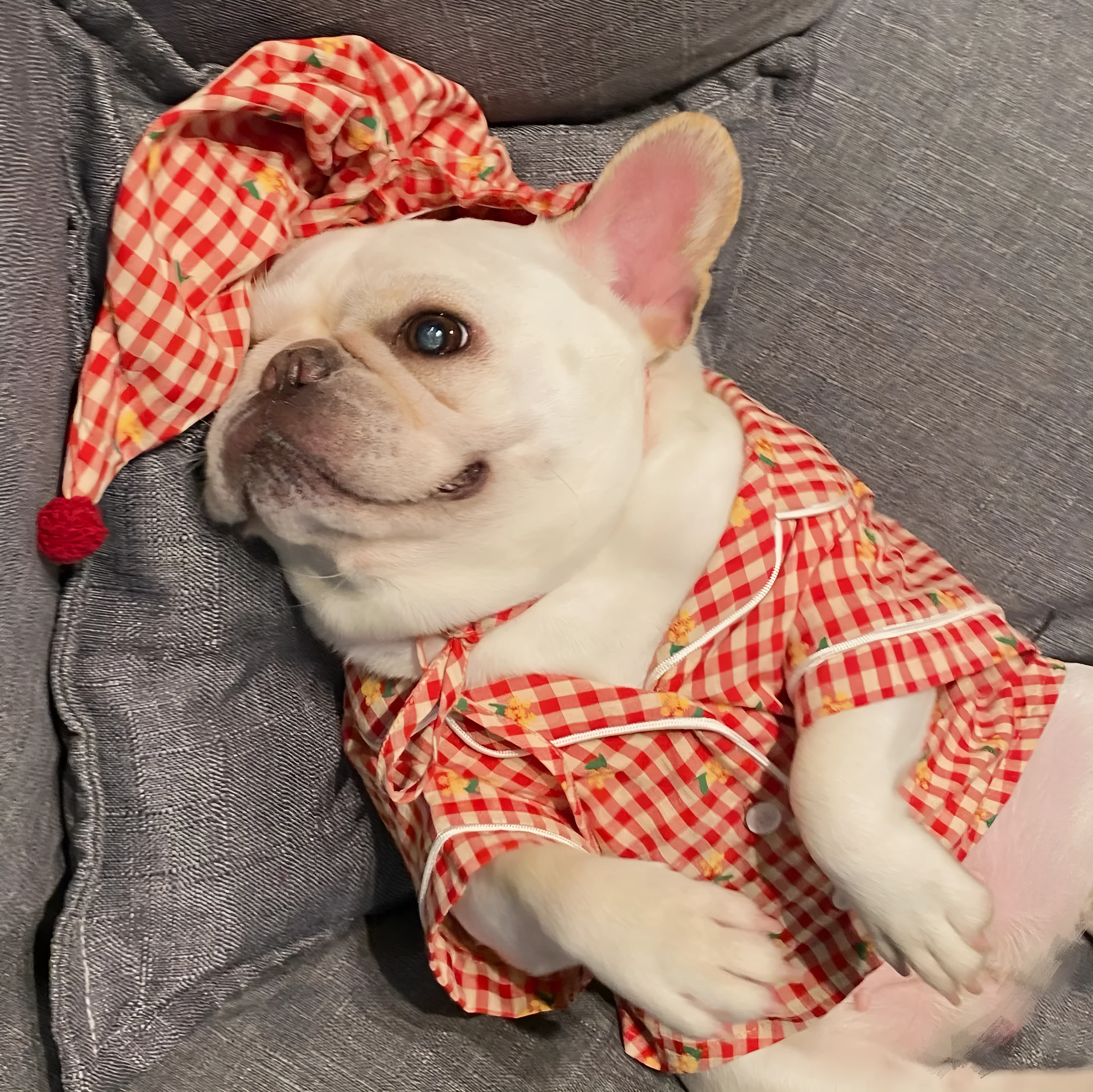 Red cotton pet pyjamas with attached hat on a teddy schnauzer dog