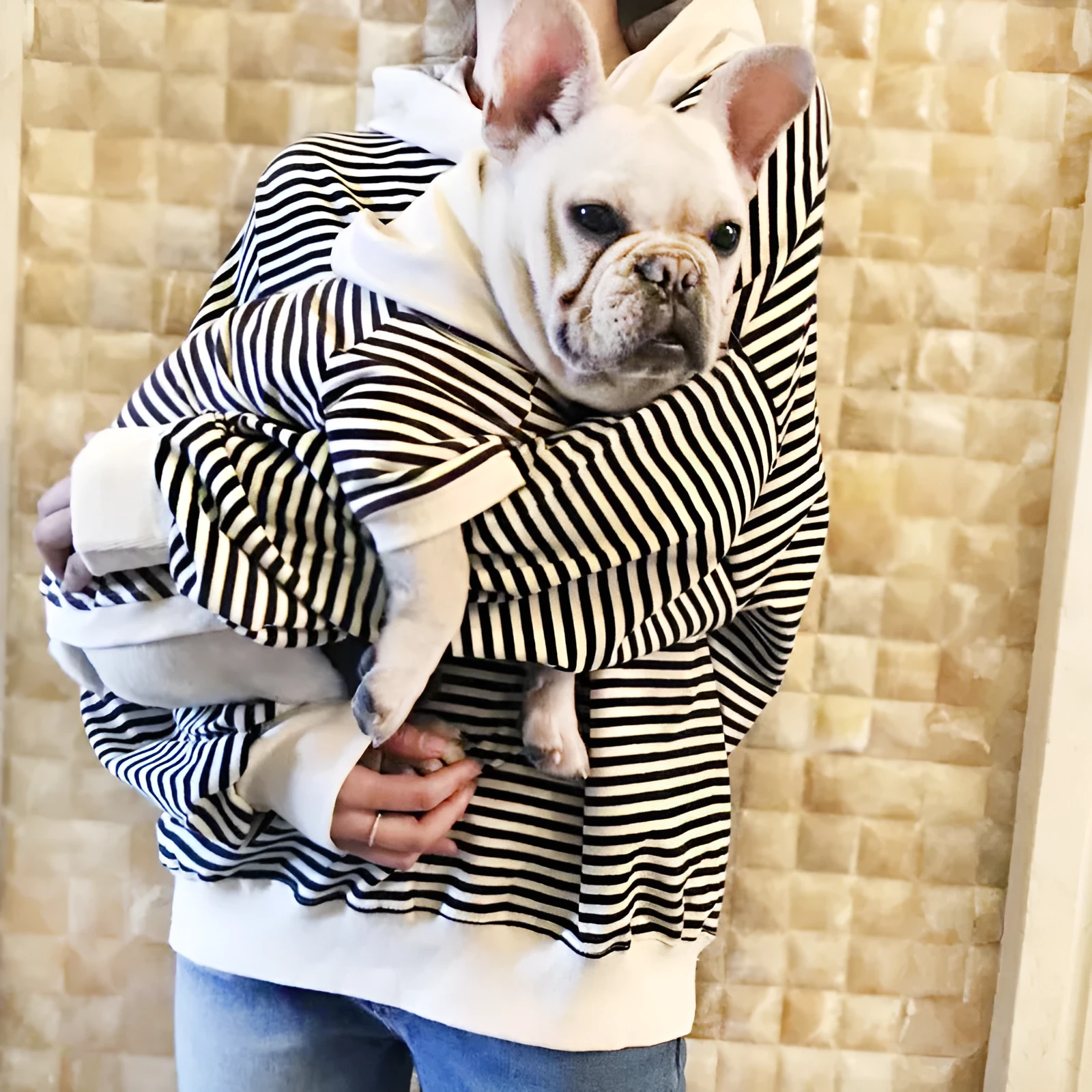 Cotton terry sweater for small dogs in khaki colour, sweatshirt style for Teddy breed