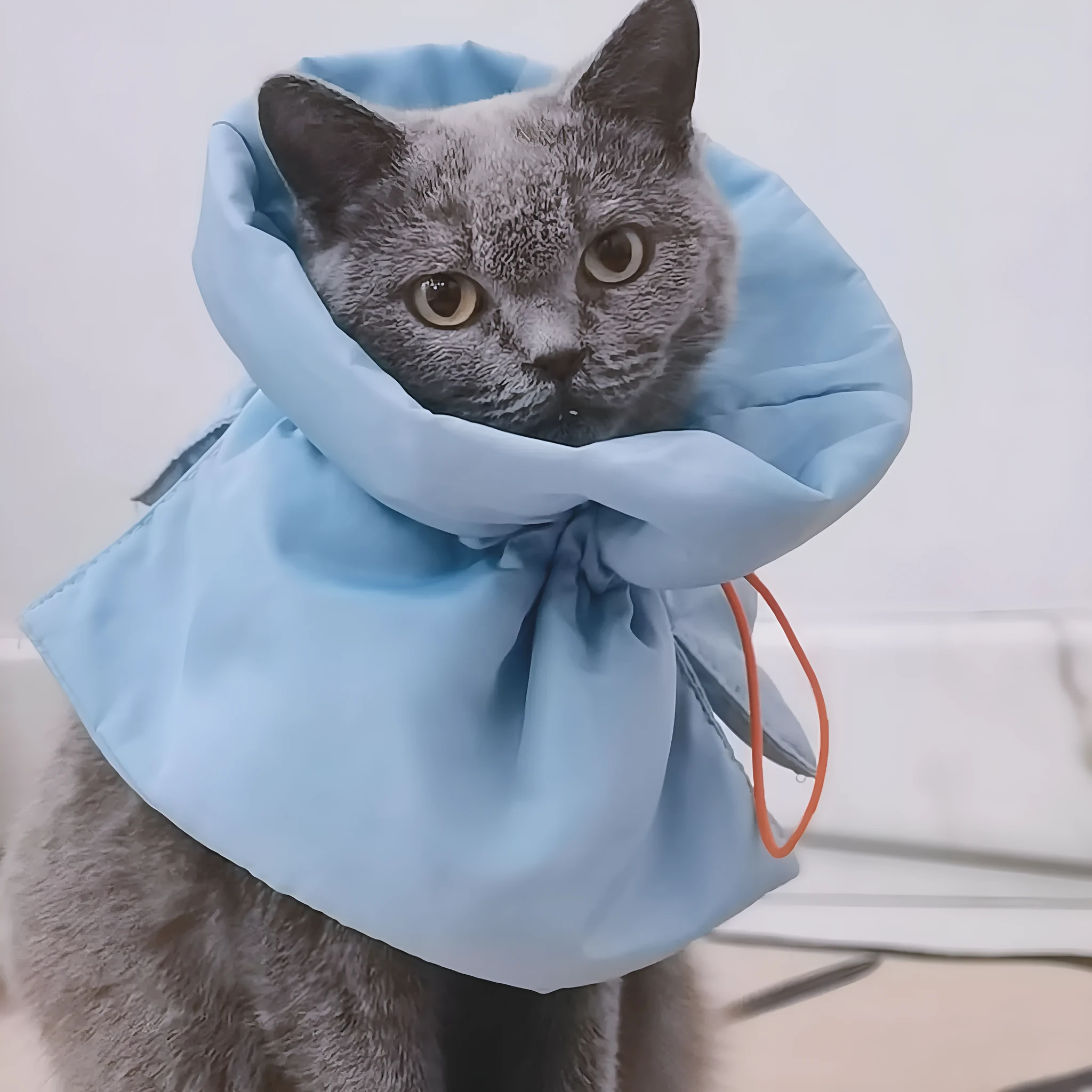 Soft blue adjustable Elizabethan recovery collar for cat on a white background