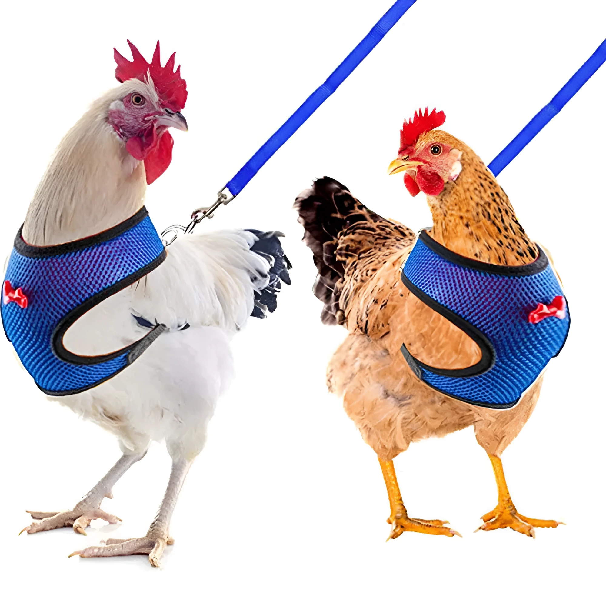 Pet chicken vest harness and belt collar set with traction rope for poultry handling in multiple colours and sizes