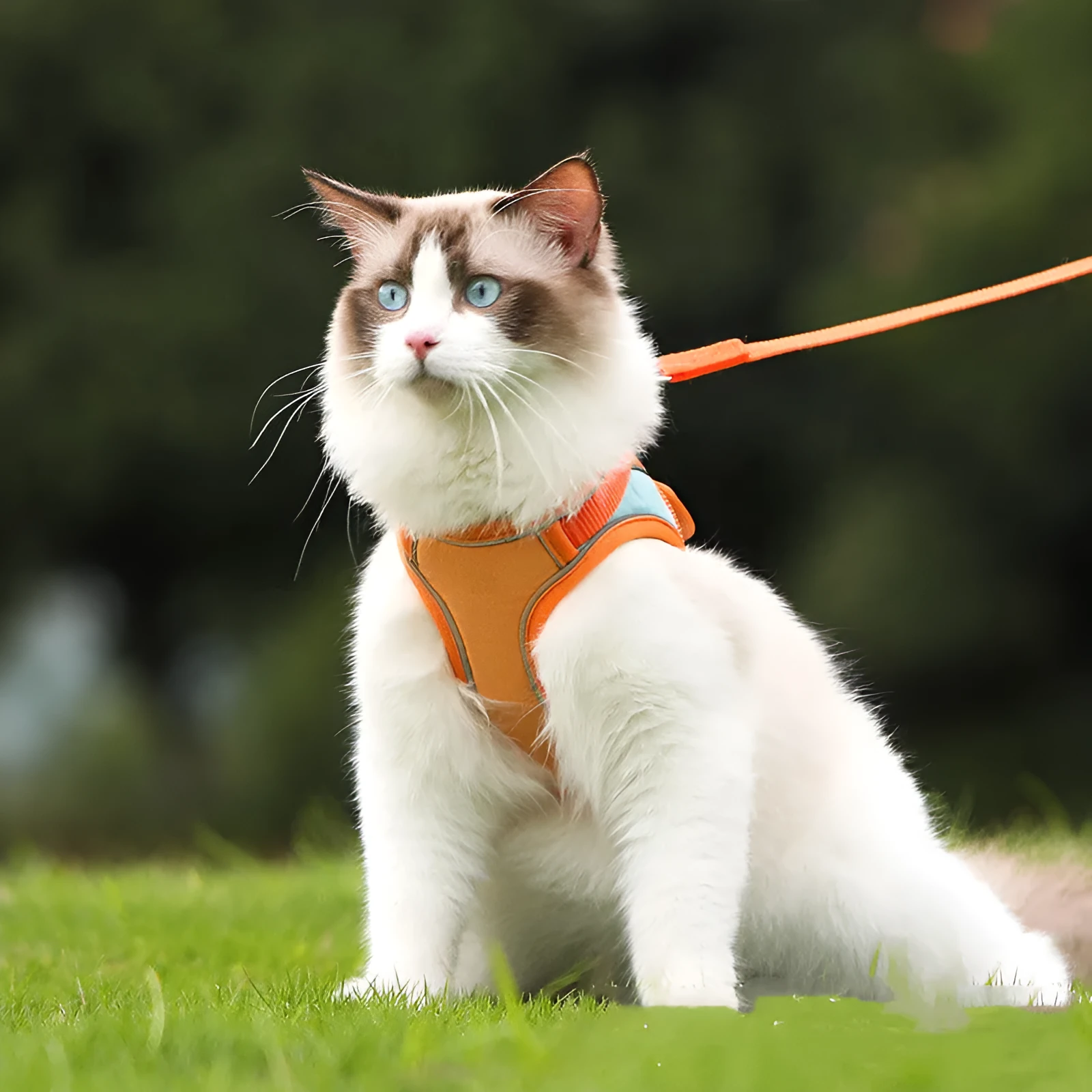 Anti escape reflective cat harness leash set with suede material and colour-matching rope in blue