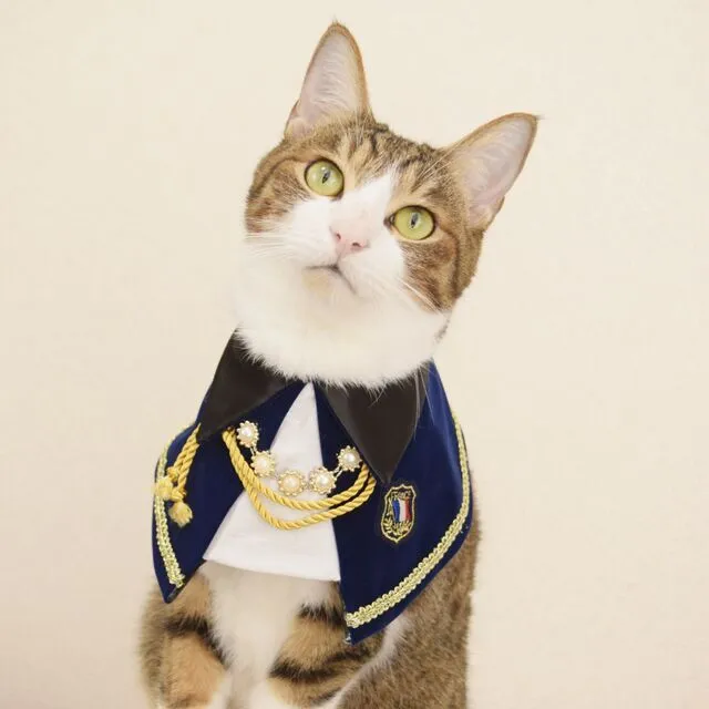 Polyester cat decoration bib in duke suit wine red, size S, showing front chest coverage