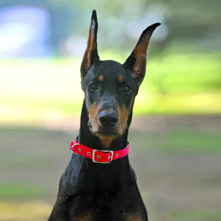 Reflective nylon webbing dog collar with belt buckle on a dog, black colour, size large